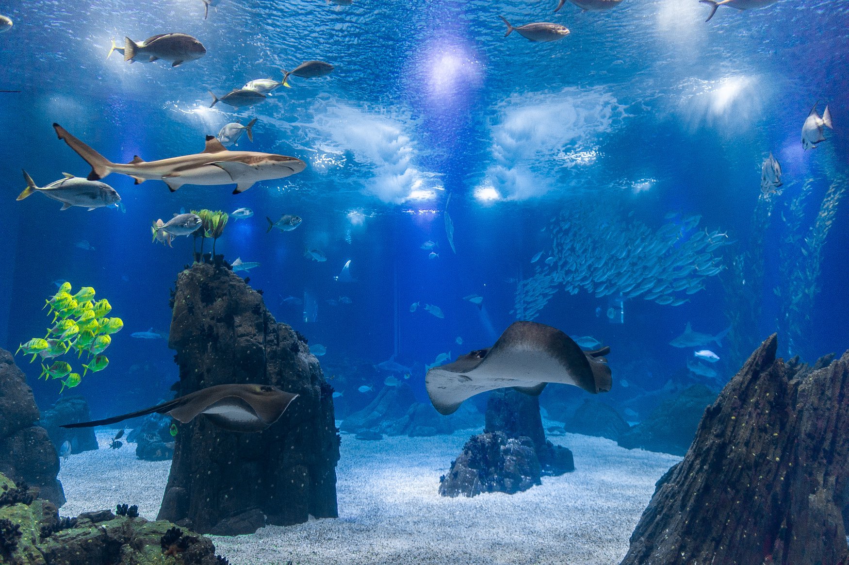 zoos fermes et aquariums de Rennes 